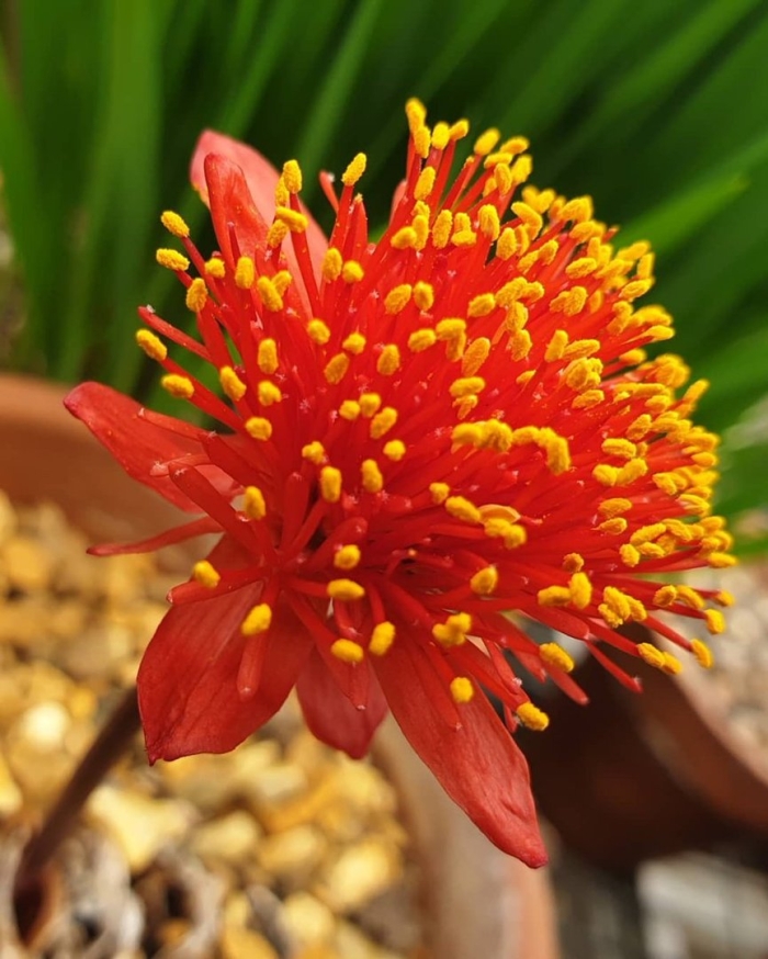 Haemanthus coccineus