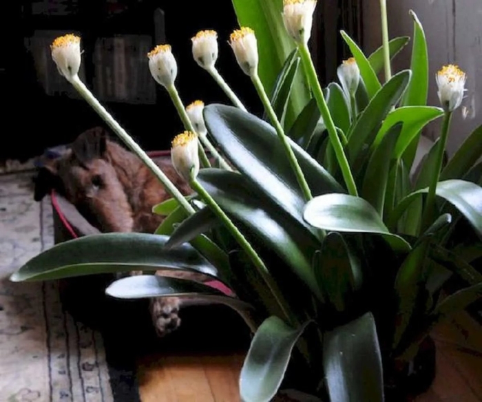 Гемантус белоцветковый