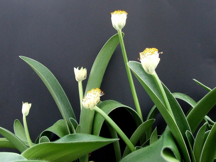 Галантус белоцветковый