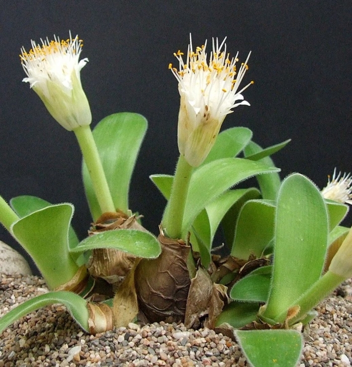 Гемантус белоцветковый