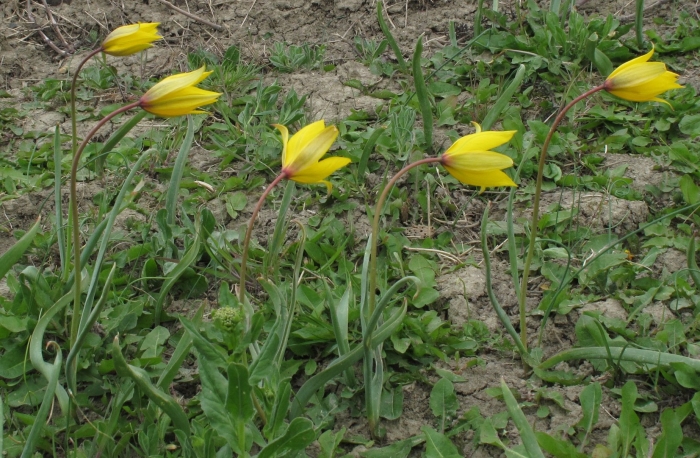 Тюльпан лесной tulipa sylvestris
