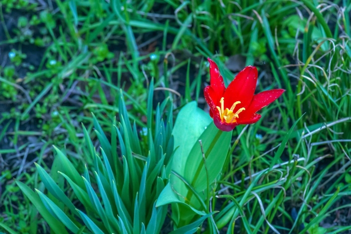 Тюльпан липского tulipa lipskyi