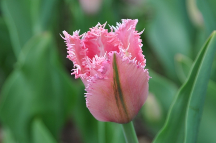 Тюльпан даллас (бахромчатый)