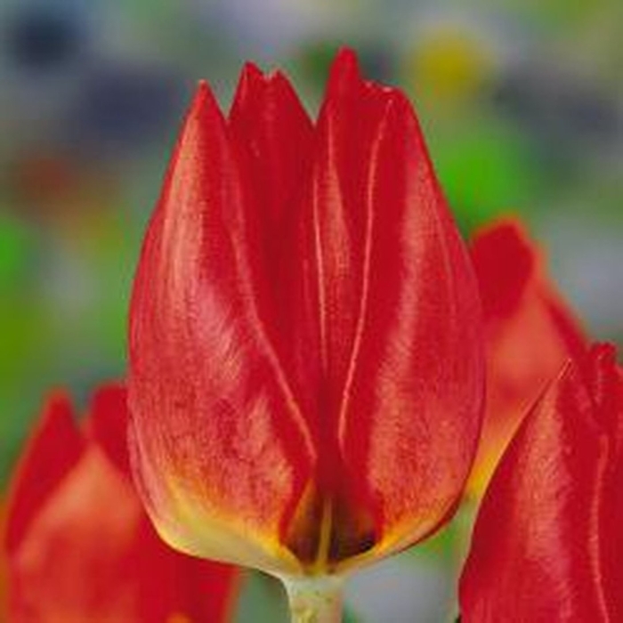 Тюльпан ред хантер