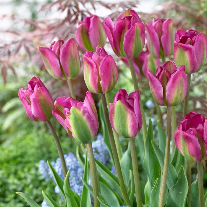 Тюльпан вайолет берд