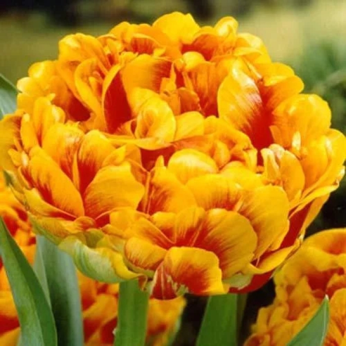 Тюльпан санловер махровый