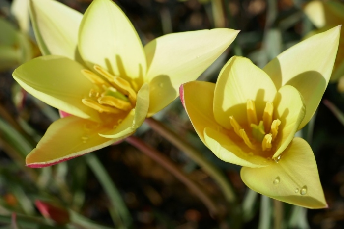 Clusiana chrysantha тюльпан