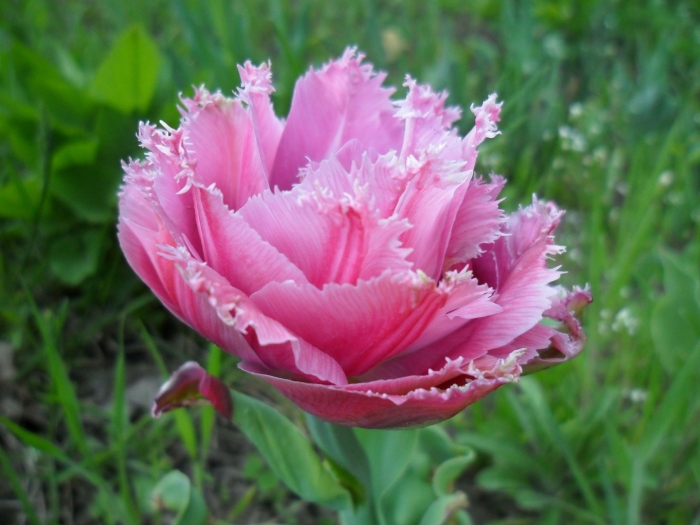 Тюльпан matchpoint