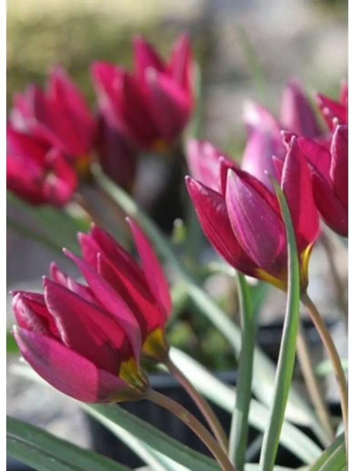 Тюльпан одалиск (ботанический)