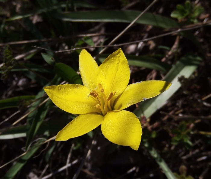 Тюльпан поникающий