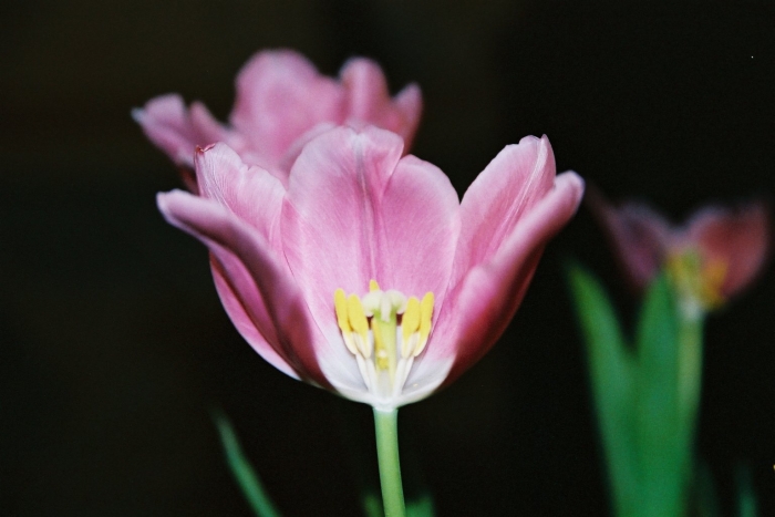 Сентера аугустус тюльпан