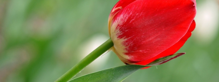 Тюльпан красный