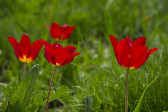 Тюльпан шренка