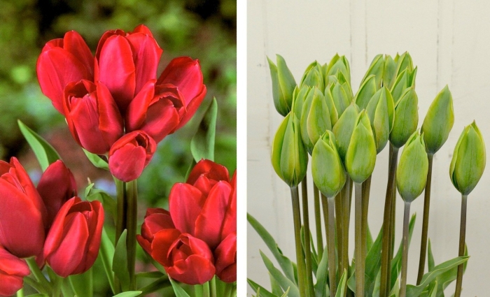 Тюльпан мерри гоу раунд