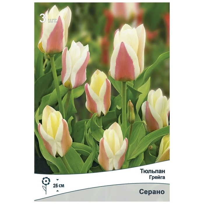 Тюльпан грейга сирано