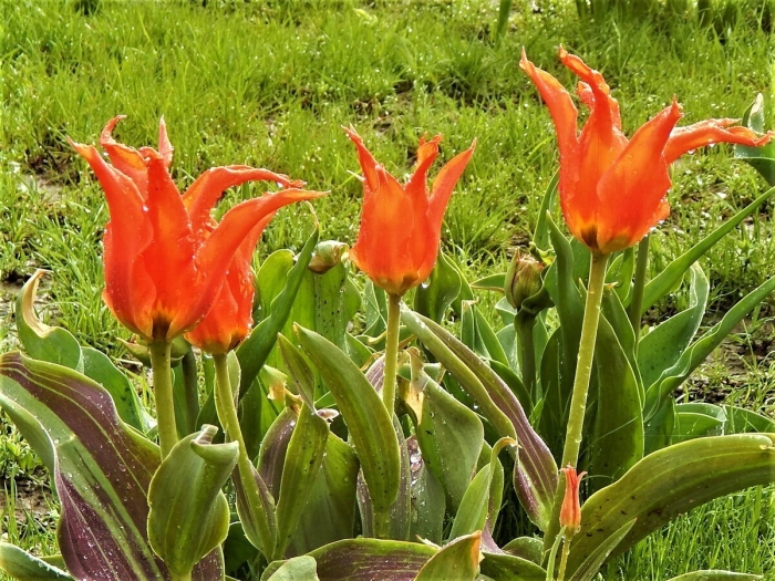 Тюльпан ригас баррикадес