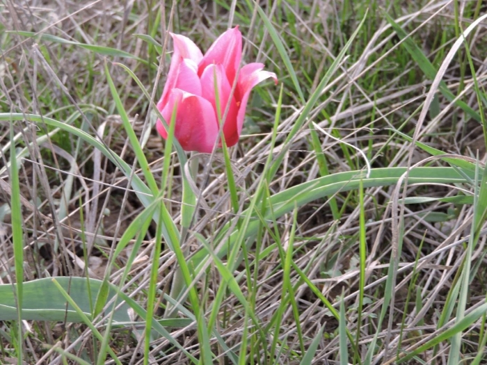 Тюльпан геснера шренка