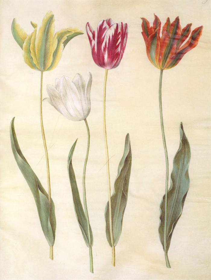 Tulipa gesneriana