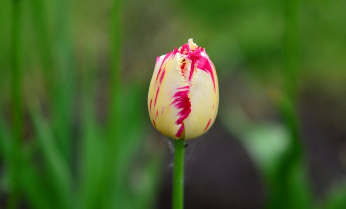 Тюльпан майтрисс