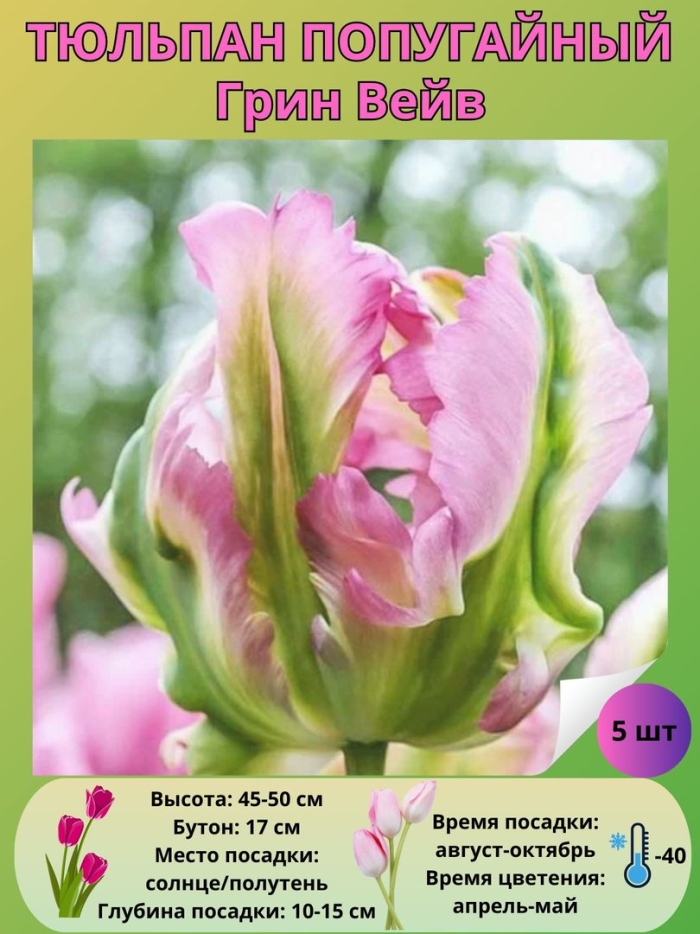 Тюльпан грин вейв (попугайный)