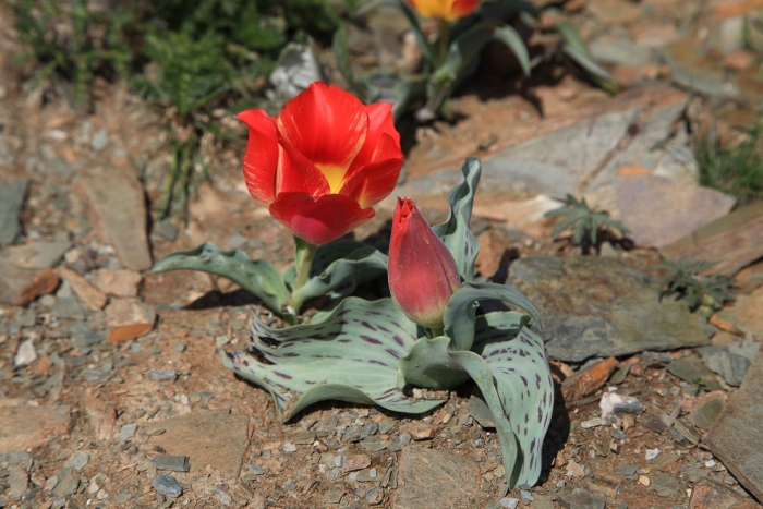 Тюльпан грейга южный казахстан