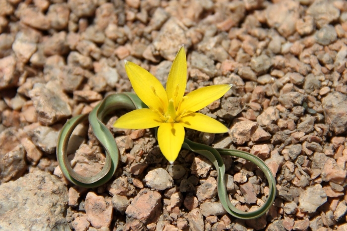 Тюльпан биберштейна плод