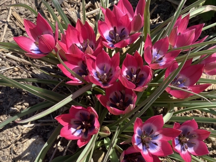 Тюльпан ботанический литтл бьюти