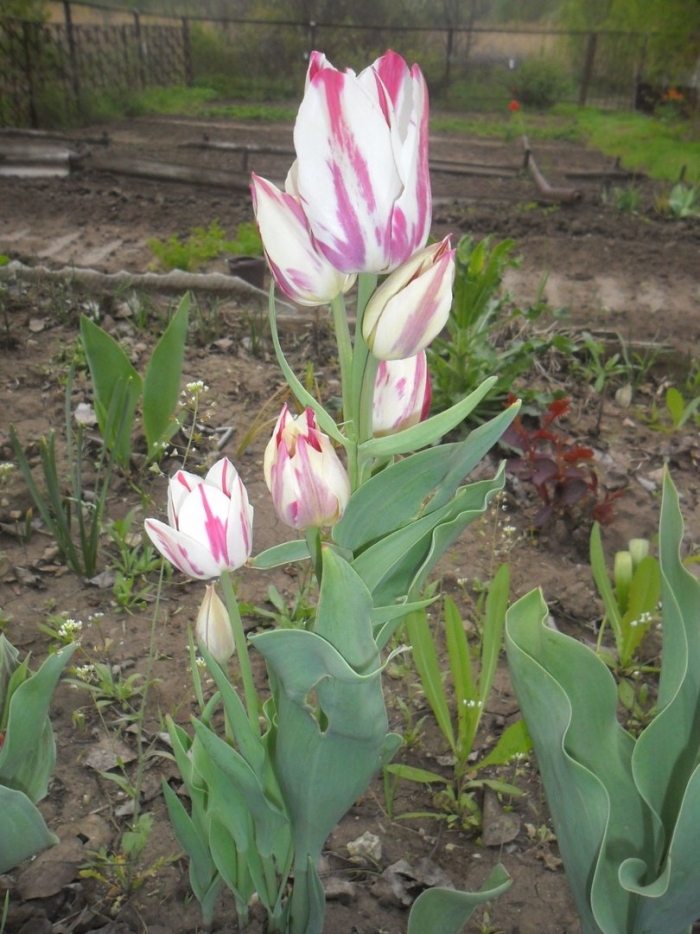 Тюльпан многоцветковый грейсленд