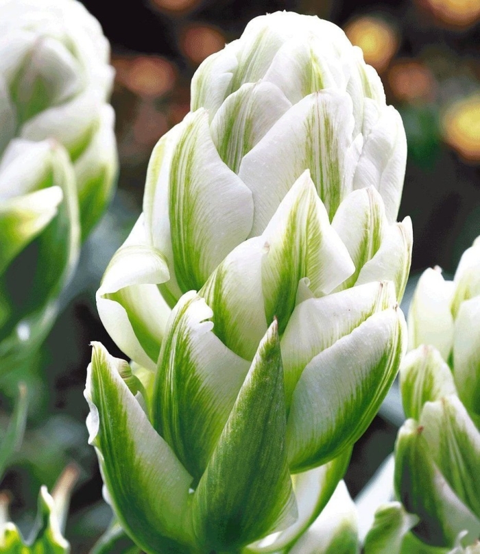 Тюльпан харбор лайт