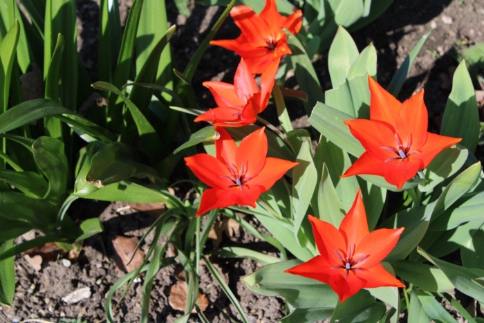 Tulipa praestans