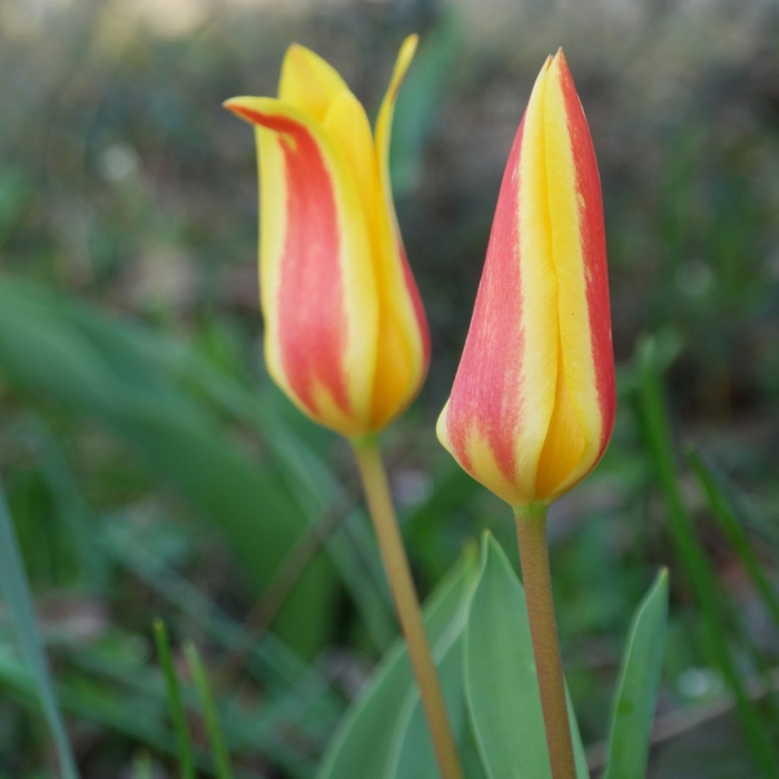 Tulipa clusiana