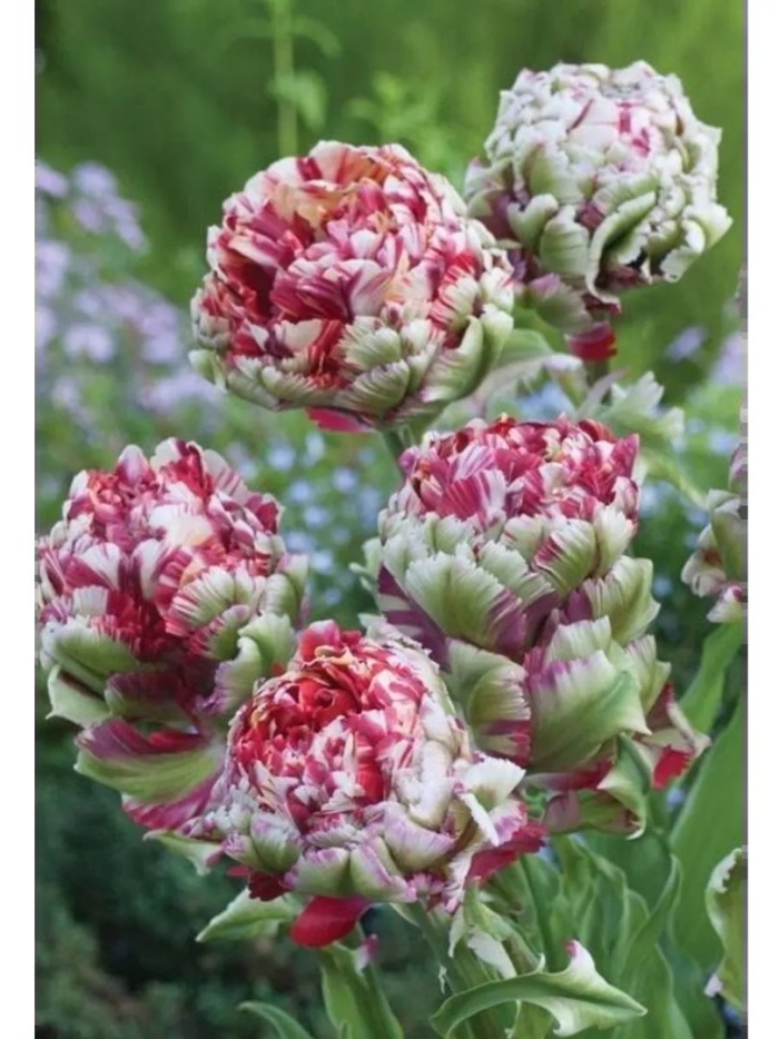 Тюльпан дабл флэминг бёрд