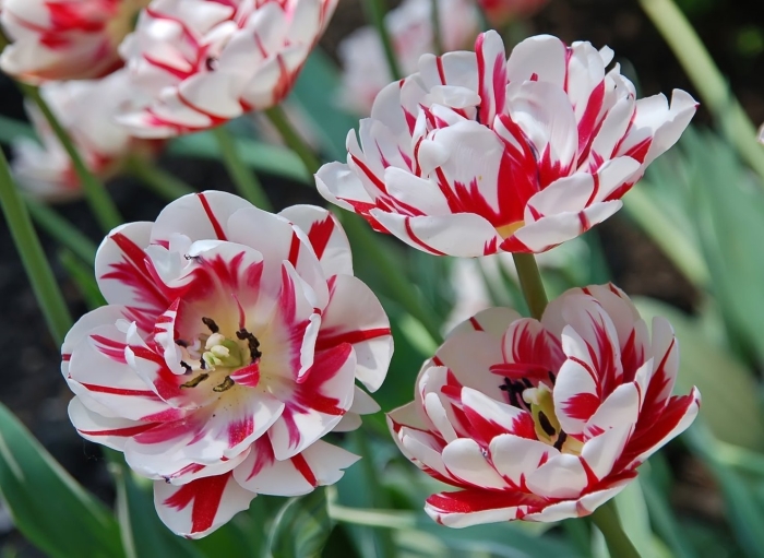 Тюльпан карнавал де найс