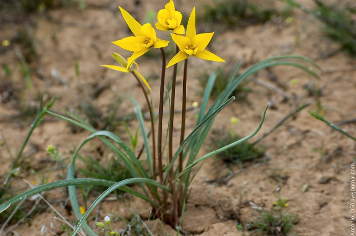 Тюльпан биберштейна