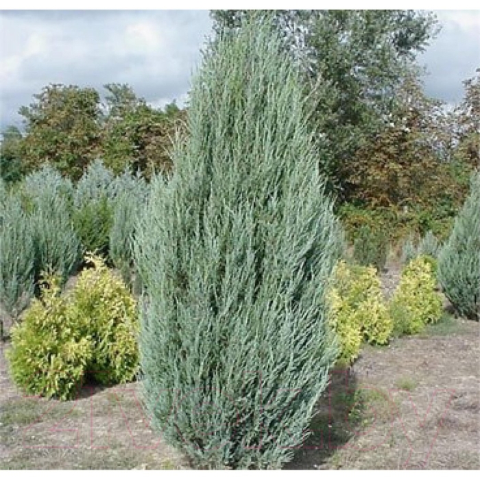 Можжевельник скальный blue arrow