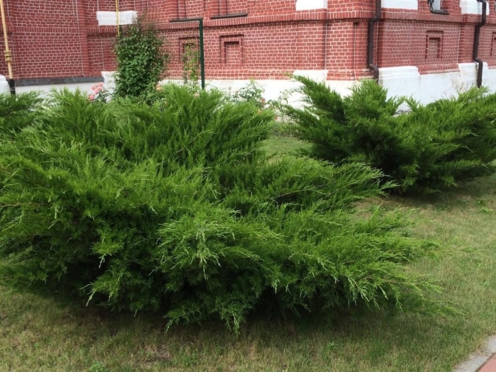 Можжевельник казацкий кнап хилл