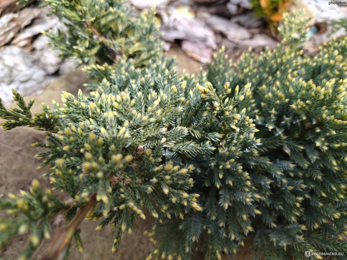 Можжевельник чешуйчатый дрим джой