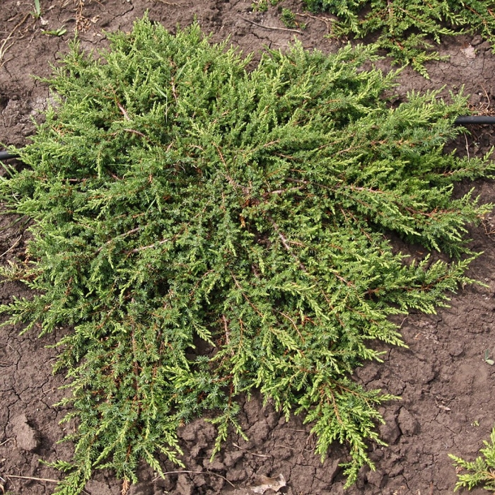 Репанда можжевельник