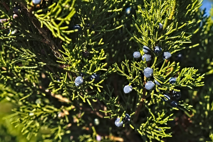 Juniperus virginiana