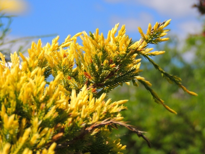 Можжевельник казацкий цветение