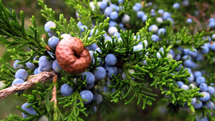 Шишкоягоды можжевельника