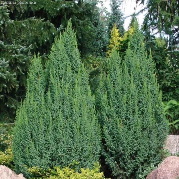 Можжевельник лодери