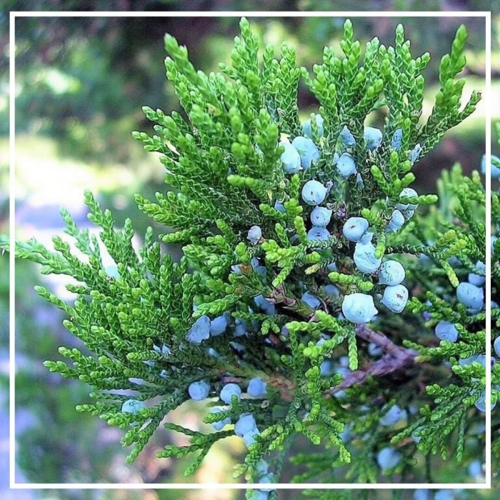 Можжевельник джуниперус