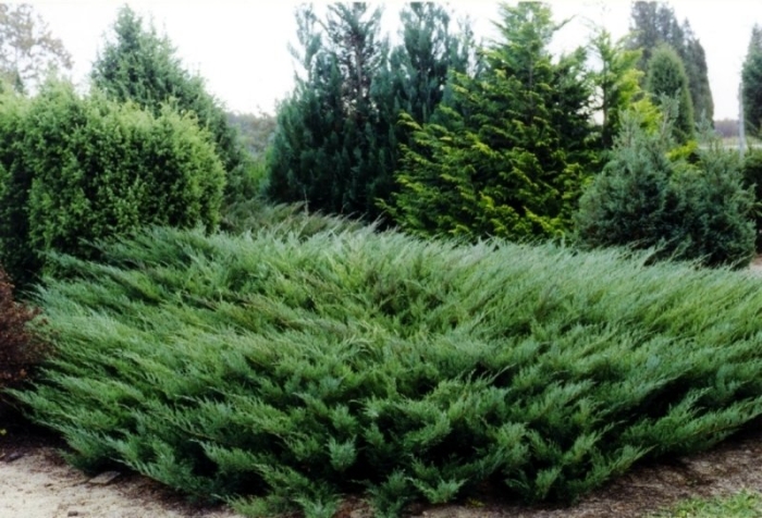 Можжевельник казацкий блю дануб