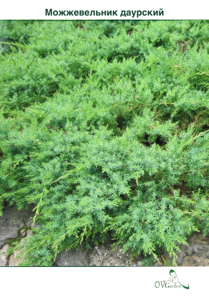 Можжевельник даурский (juniperus davurica)
