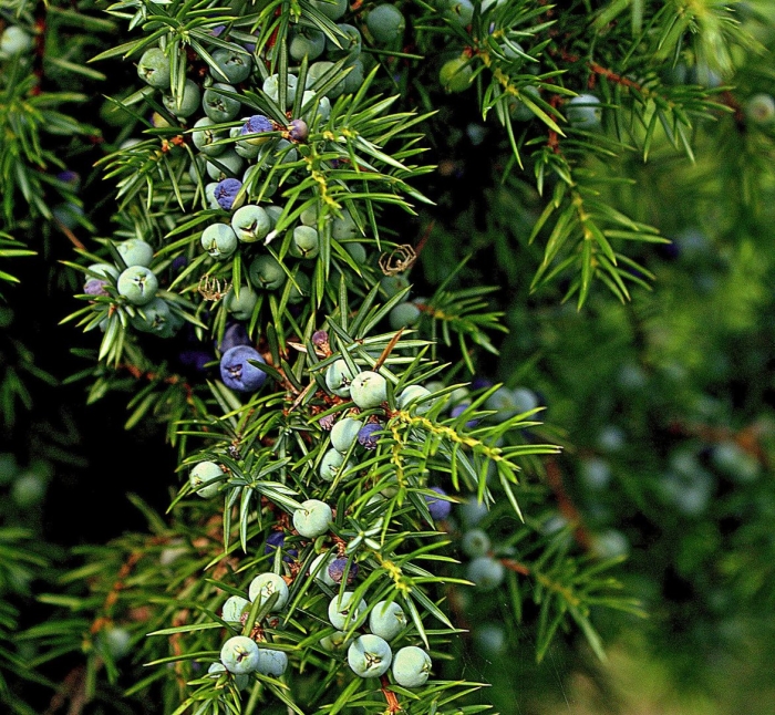 Juniperus monosperma