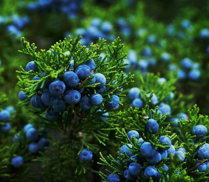 Можжевельник обыкновенный ягоды