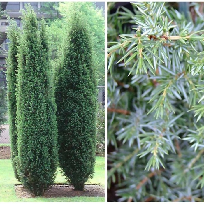 Можжевельник хиберника