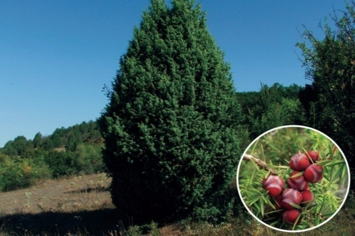Можжевельник дельтовидный крым
