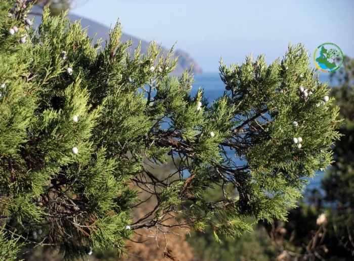 Можжевельник juniperus excelsa